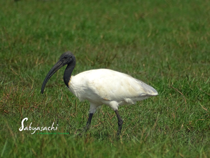 Black-headed Ibis