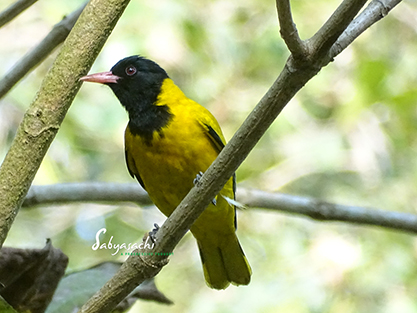 Black-hooded Oriole male