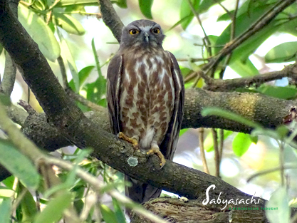 Brown hawk-owl