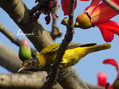 Black-hooded Oriole female