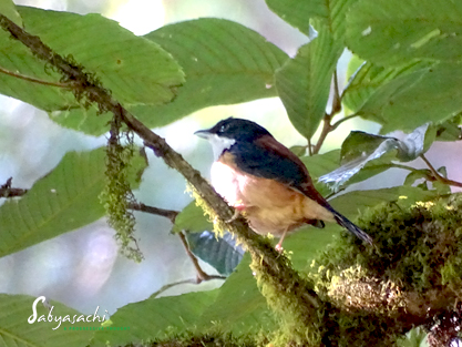 Black-headed Shrike-babbler