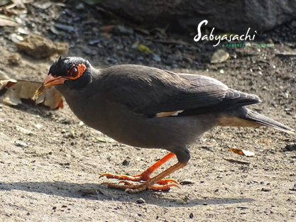 Bank myna