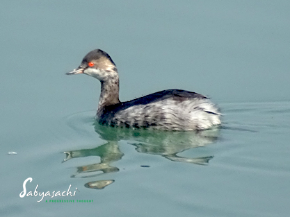 Black-necked grebe - Eared Grebe