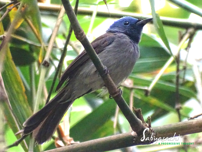 Black-naped monarch female