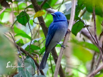 Black-naped monarch male