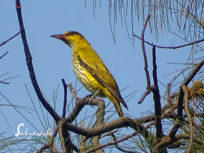Black-naped oriole juv