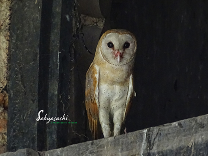 Eastern barn owl