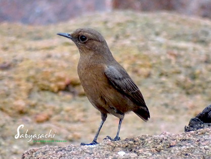 Brown rock chat