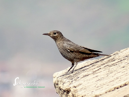 Blue rock thrush female
