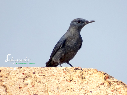 Blue rock thrush Non-Breeding Male