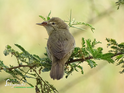Blyth's reed warbler