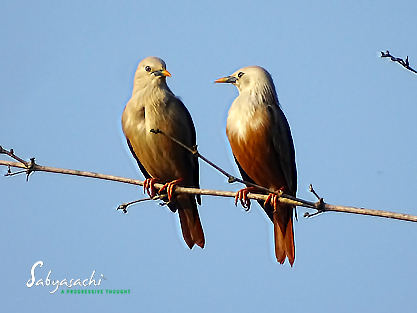 Malabar starling