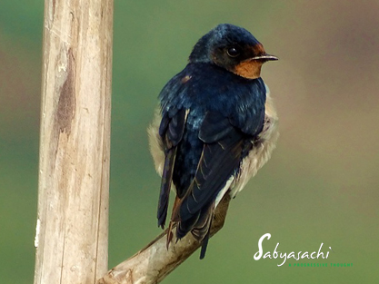 Barn swallow