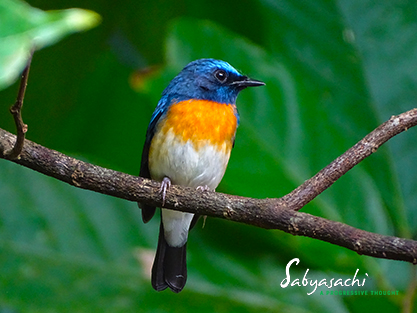 Blue-throated blue flycatcher