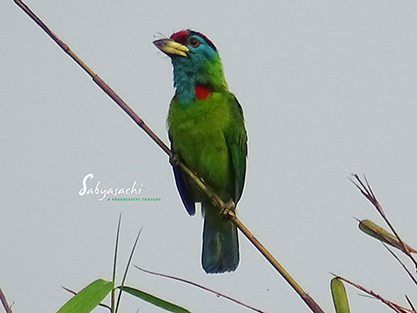 Blue Throated Barbet