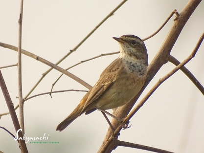 Bluethroat female