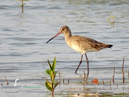 Black-tailed Godwits