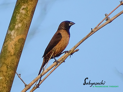 Black-throated munia