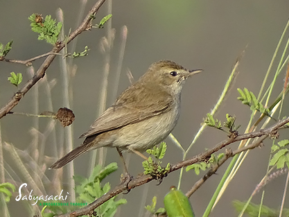 Booted warbler