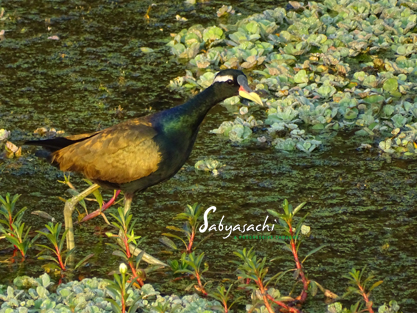 Bronze Winged Jacana