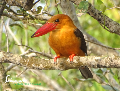 Brown-winged kingfisher