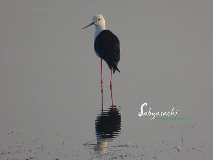 Black-winged Stilt