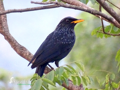 Blue whistling thrush male
