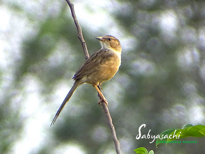 Common babbler