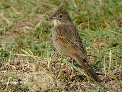Crested bunting female
