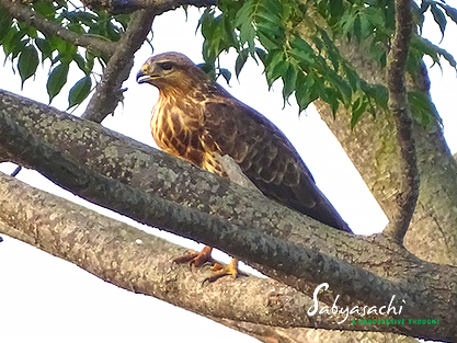 Common buzzard