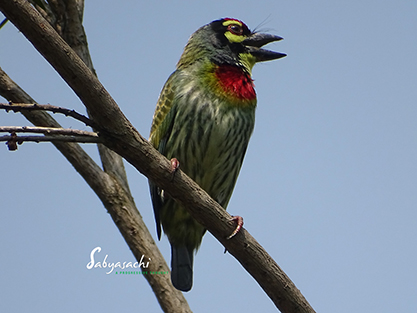 Coppersmith Barbet