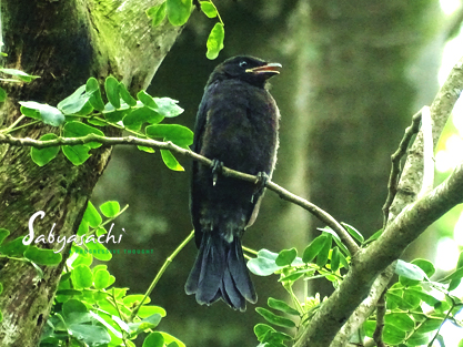 Crow-billed Drongo