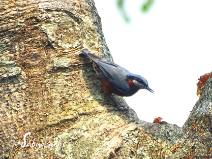 Chestnut-bellied nuthatch