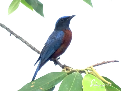 Chestnut-bellied rock thrush male