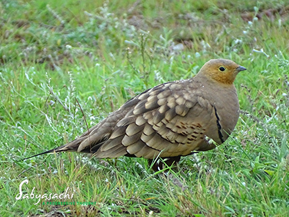 Chestnut-bellied sandgrouse male