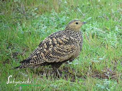 Chestnut-bellied sandgrouse female