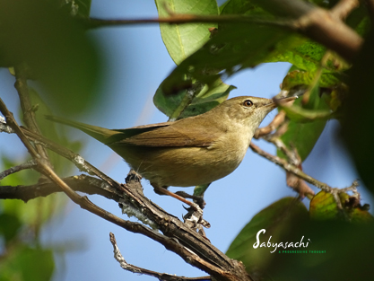Common chiffchaff