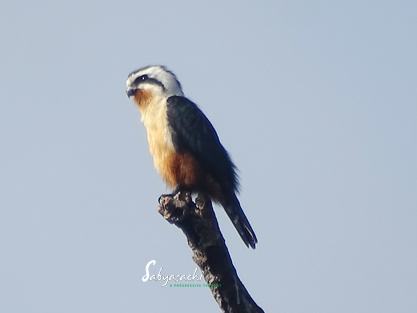 Collared falconet