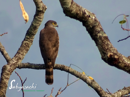 Crested goshawk