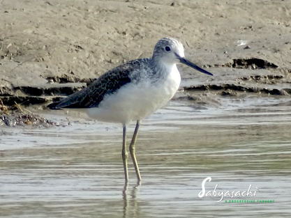 Common Greenshank