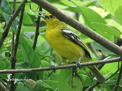 Common Iora
