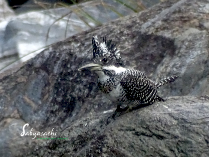 Crested kingfisher