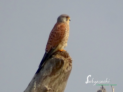 Common kestrel