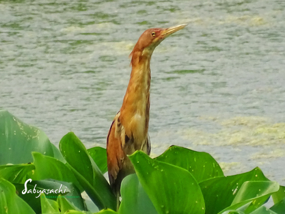 Cinnamon Bittern