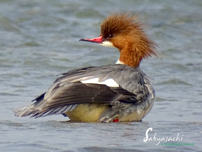 Common merganser female