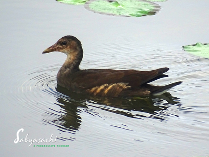 Common Moorhen Juv