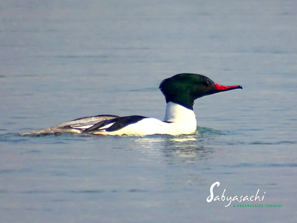 Common merganser male