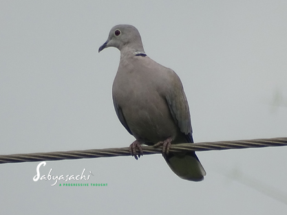 Collared dove