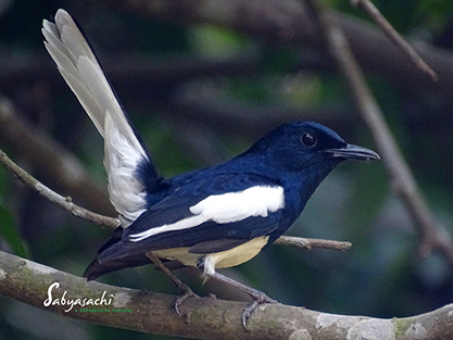 Magpie Robin male