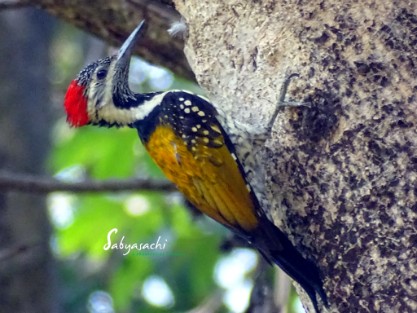 Black-rumped Flameback